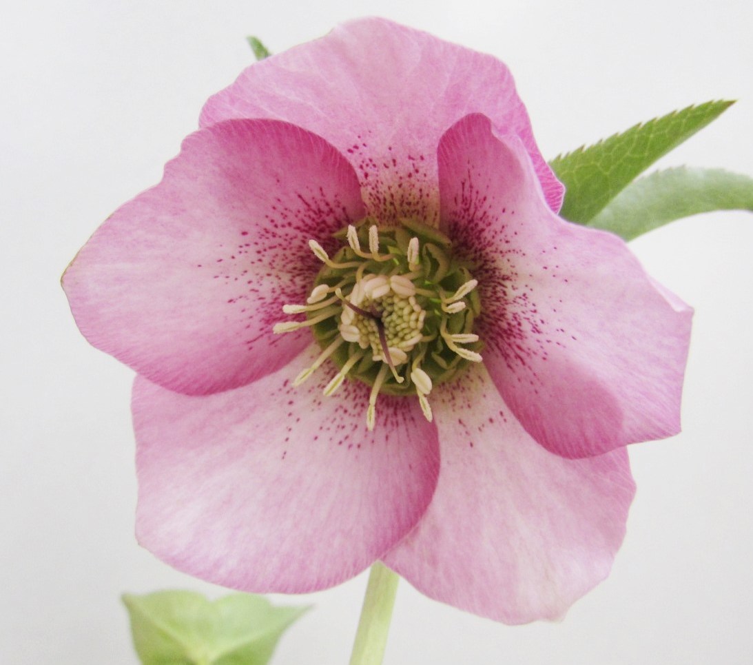 広瀬園芸✨ダークパープル✨ダブル♥クリスマスローズ✨剣弁✨来季用✨ 広瀬園芸 クリスマスローズ ダークパープル ダブル 広瀬園芸