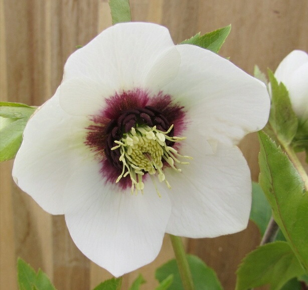 楽天市場】クリスマスローズ 開花見込み株 実生苗 ダブル咲き ホワイト