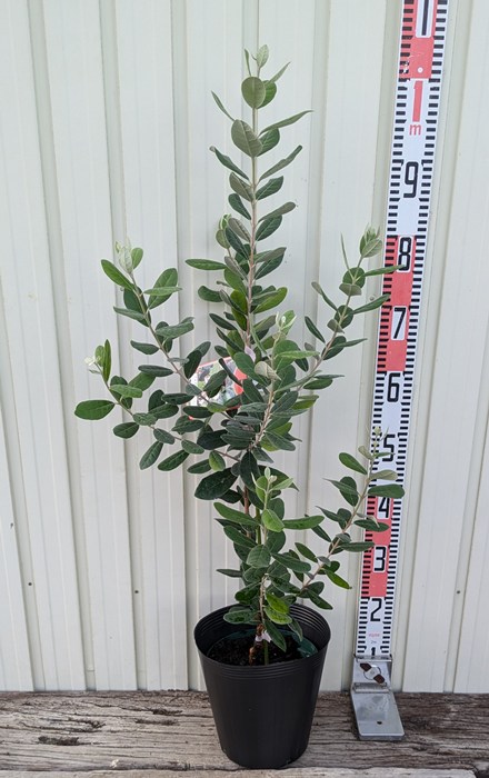 フェイジョア アポロ（junkoroon） 楽天市場】フェイジョア アポロ