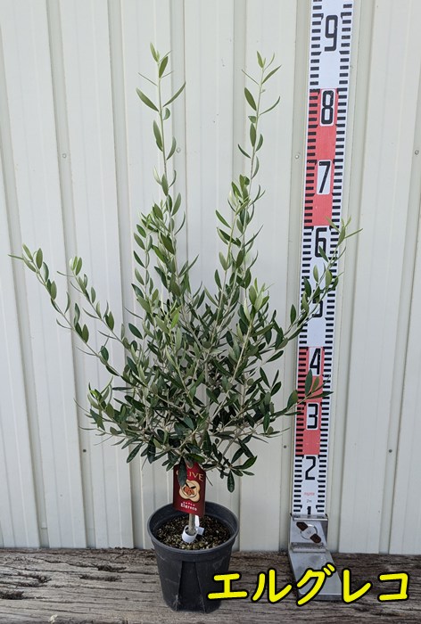 【引取限定】オリーブの木　低木仕上 引取限定】オリーブの木 低木仕上 引取限定】オリーブの木 低木仕上