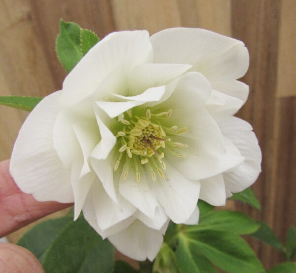 楽天市場】クリスマスローズ 開花見込み株 実生苗 ダブル咲き ピンク 4