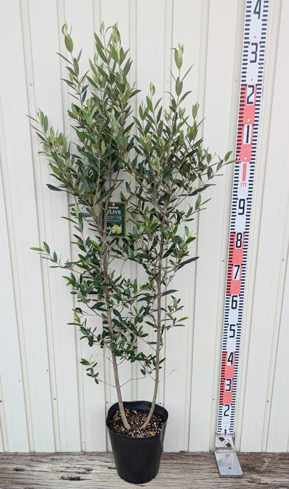 ①　オリーブの木　『コロネイキ』 15号　特大苗木　最高等級 楽天市場】【現品】オリーブの木 コロネイキ 苗木 樹高約1.6m