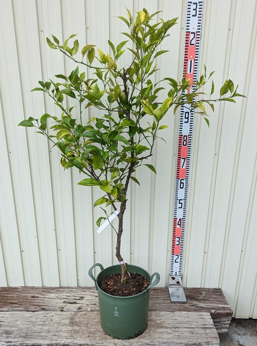 楽天市場】みかん 苗木 【早生デコポン 不知火】 3年生接木大苗 □送料