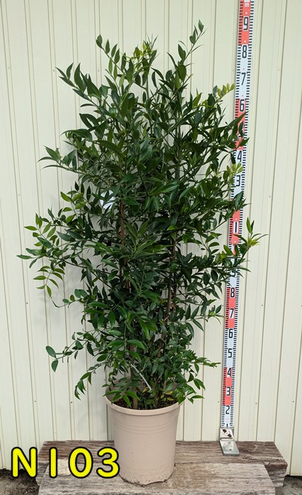 楽天市場】【送料無料】アスナロ（翌檜、明檜）約23cm 葉3枚 : コニシ