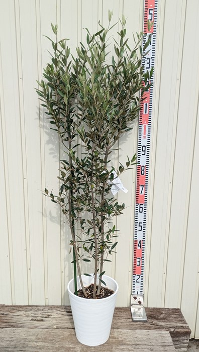 オリーブの木　ひなかぜ　8号　約110cm　K-228　現品掲載 楽天市場】オリーブの木 ひなかぜ HINAKAZE 8号鉢（8寸鉢