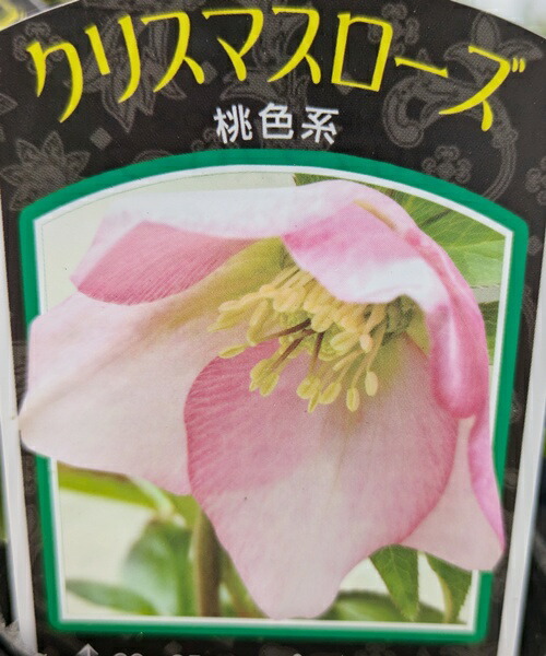 楽天市場】クリスマスローズ 開花見込み株 実生苗 シングル咲き ピンク