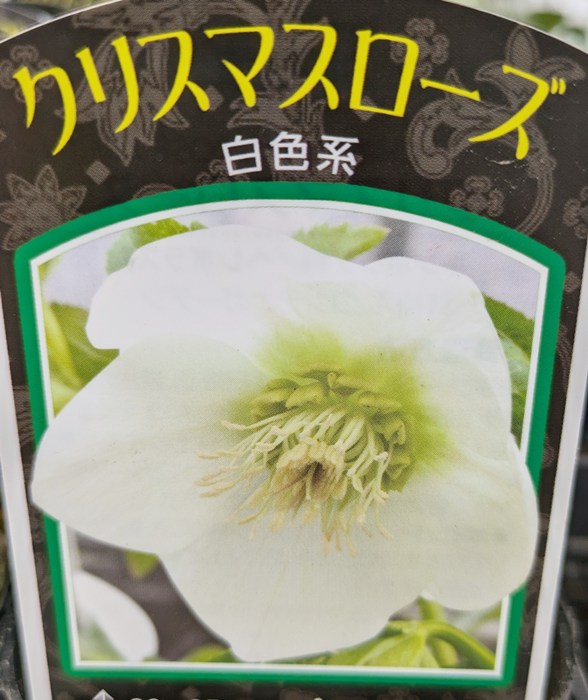 楽天市場】クリスマスローズ 開花見込み株 実生苗 シングル咲き