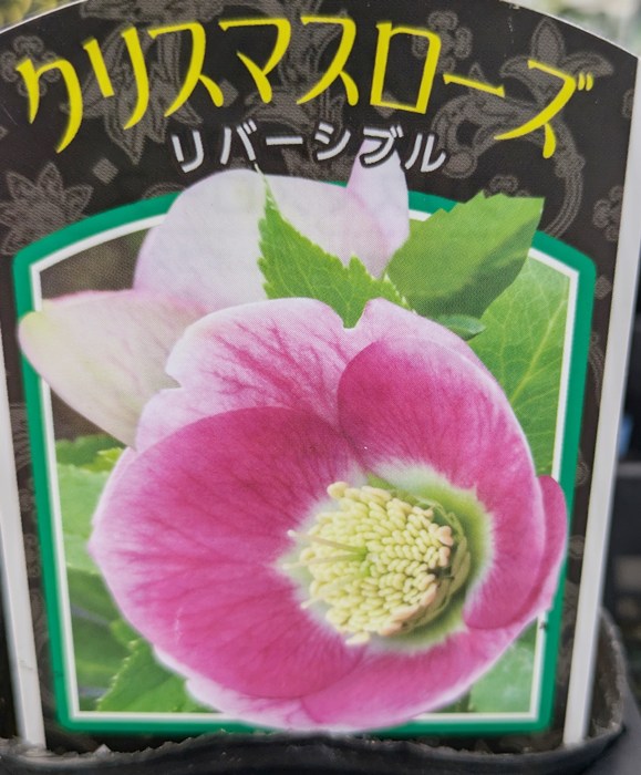 楽天市場】クリスマスローズ 開花見込み株 一重咲き(シングル咲き) 4号