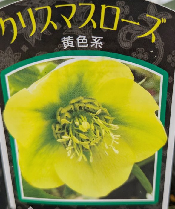 楽天市場】【現品】クリスマスローズ ダブル咲き グリーンリップ