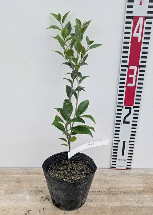 清秀。。山採りハイノキ。。 清秀。。山採りハイノキ。。