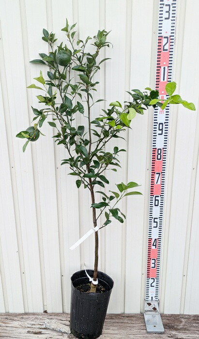 楽天市場】【現品発送】 ミカンの木 不知火(デコポン) 苗木 5.5号 A294