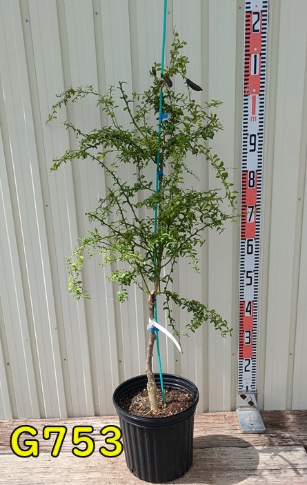 楽天市場】【現品発送】フィンガーライム ダーラムエメラルド 苗木