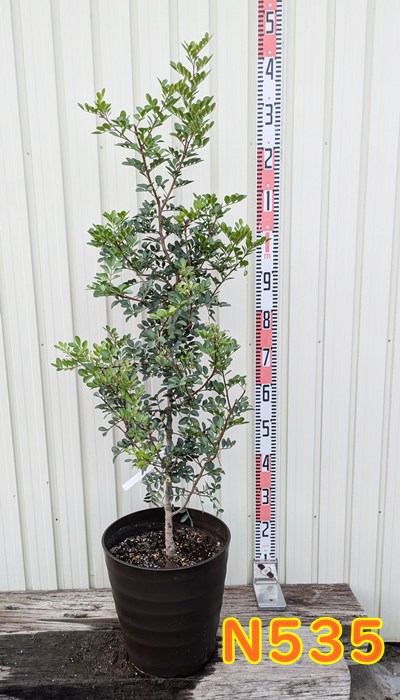 楽天市場】【現品発送M3182】ピスタチア レンティスクス 7号