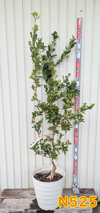 楽天市場】【現品No.6795】 仏手柑 (ブッシュカン) 樹高:50cm 6号鉢