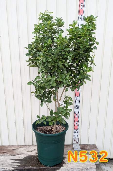 楽天市場】ポポー サスケハンナ 接ぎ木苗 5号 ピーターソンポポー