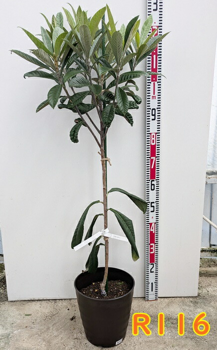 楽天市場】【現品発送】斑入り枇杷の木（フイリビワ） 苗木(接木苗) 10