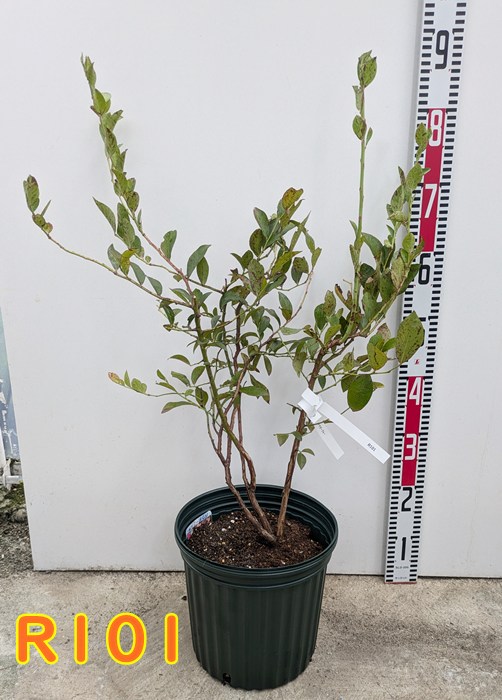 ブルーベリー苗パウダーブルー大苗2本セット 楽天市場】【2品種セット/園芸肥料付き】ブルーベリー パウダー