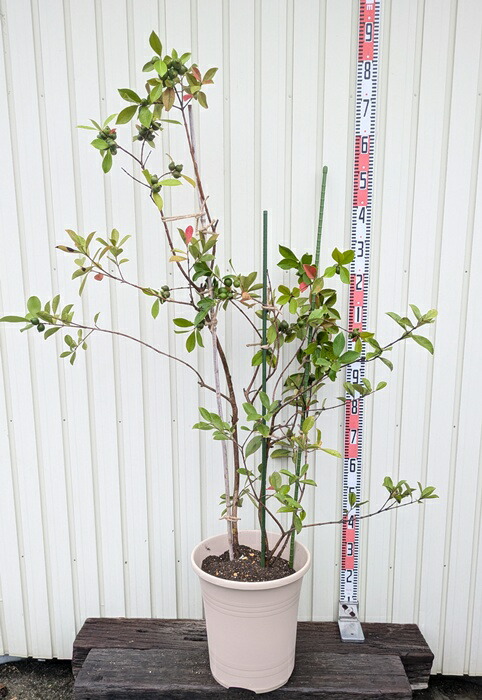 楽天市場】種なしグァバ苗(グアバ苗)(白実) 接木苗 : 沖縄