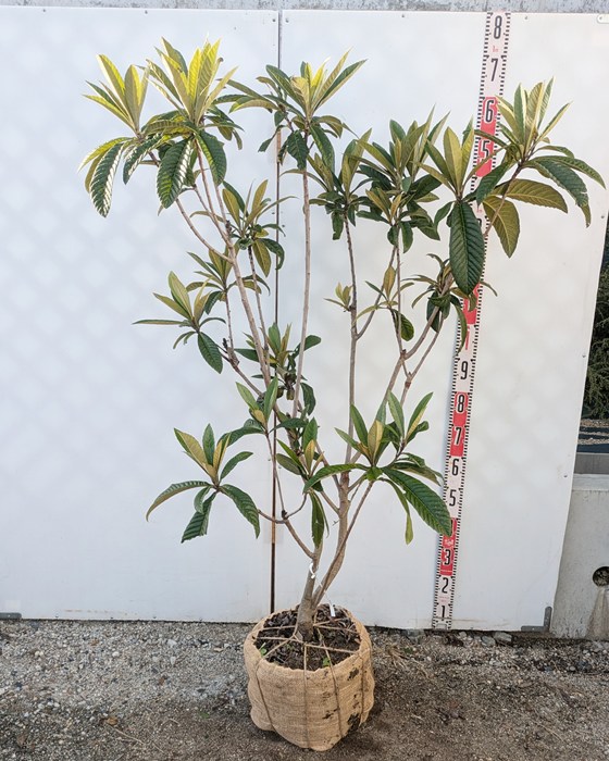 斑入り枇杷苗　フルーツ 楽天市場】【現品】斑入り枇杷の木（フイリビワ） 苗木(接木苗) 樹高