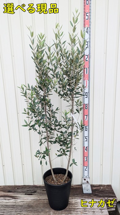 オリーブの木　ひなかぜ　8号　約120cm　K-215　現品掲載 オリーブの木 ひなかぜ 8号 約120cm K-215 現品掲載