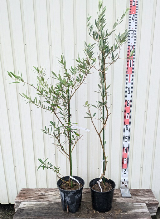 オリーブの木 約1.2m 生育中 白ポット オリーブの木 約1.2m 生育中 白ポット オリーブの木 約1.2m 生育