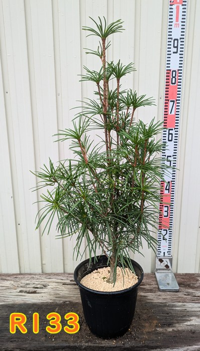 楽天市場】【現品】コウヤマキ 高野槇(高野槙) 苗木 特大 樹高