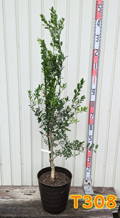 フィンガーライム　リトルルビー　５号接木苗　No960 楽天市場】【現品販売】フィンガーライム 「リトルルビー」 6号