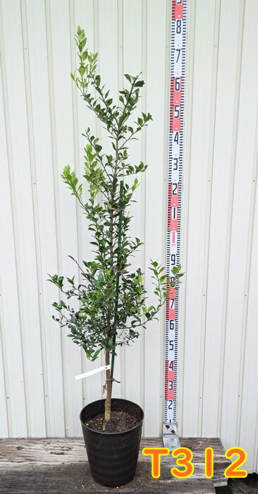 楽天市場】【選べる現品】フィンガーライム リトルルビー(レッド