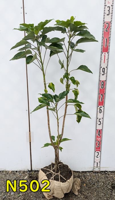 カクレミノ株立1.3M(鉢底から)品番F カクレミノ 8本株立ち 約1.3m 現品発送 特大株 植木苗木大苗