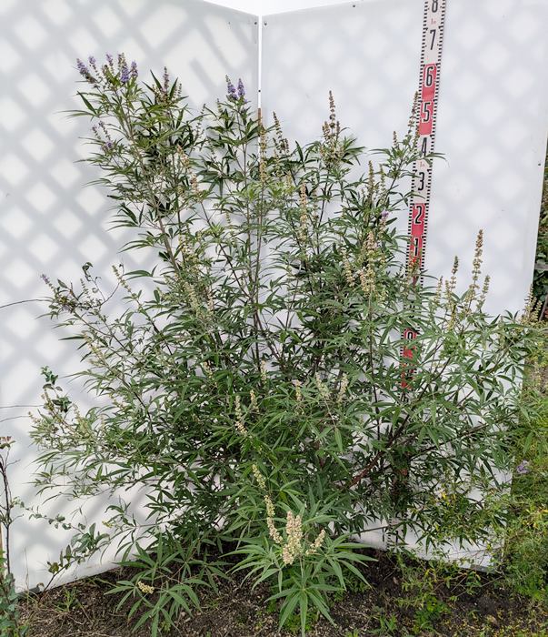 【直接取引】中国ニンジンボク　細葉ニンジンボク 9〜10号 楽天市場】【現品】チャイナニンジンボク（細葉中国人参木）青花