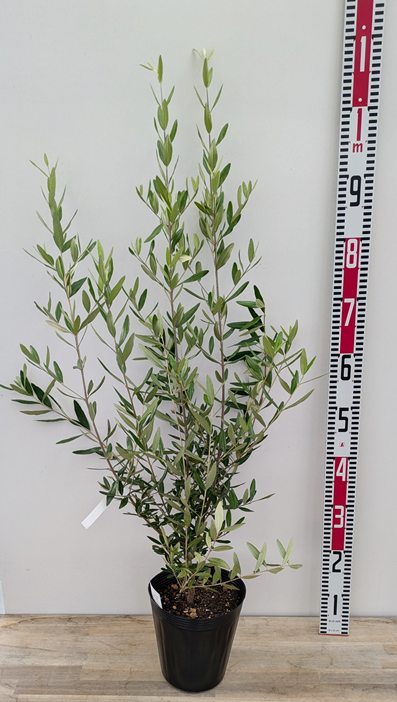 楽天市場】【現品発送】オリーブの木 シプレシーノ 苗木 樹高1.8m