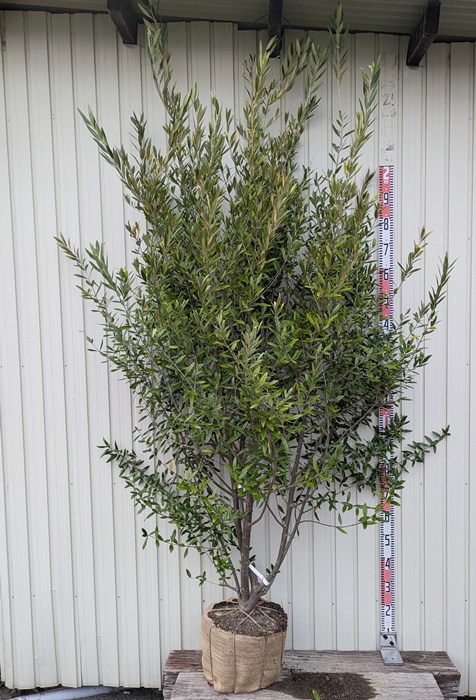 オリーブの木 シプレシーノ 約200cm NO.1737 大型 現品掲載 オリーブの