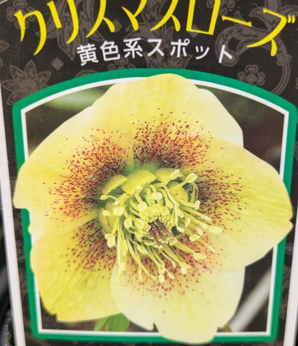 楽天市場】原種系クリスマスローズ ボッコネイ 芳香種 5.5号