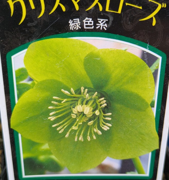 楽天市場】【訳あり/現品】クリスマスローズ ダブル咲き