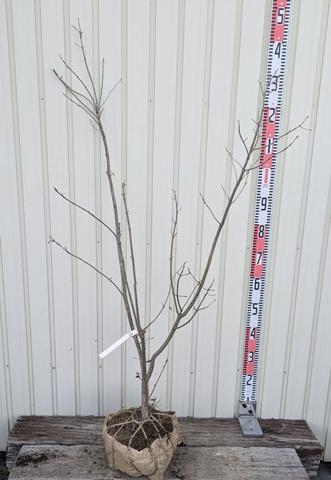 楽天市場】アオダモ 株立ち 苗木 6号【4本立ち以上】 : 千草園芸