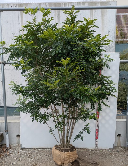 楽天市場】【現品発送】オリーブの木 シプレシーノ 苗木 樹高1.6m