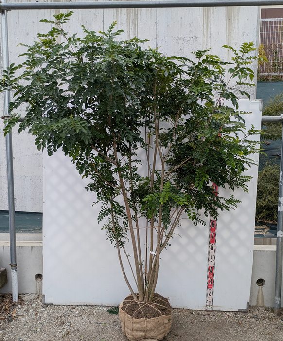 楽天市場】シマトネリコ 株立ち 苗木 9号フレグラー鉢植え【鉢色