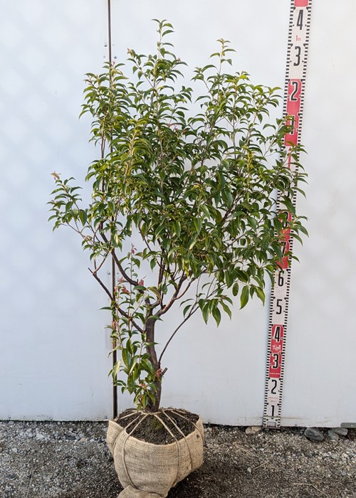 楽天市場】【選べる現品】常緑エゴノキ（トキワエゴノキ）苗木 : 千草園芸