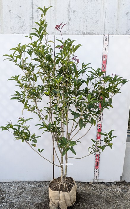 楽天市場】紅花キンモクセイ フレグランスレッド 苗木 樹高90cm : 千草園芸