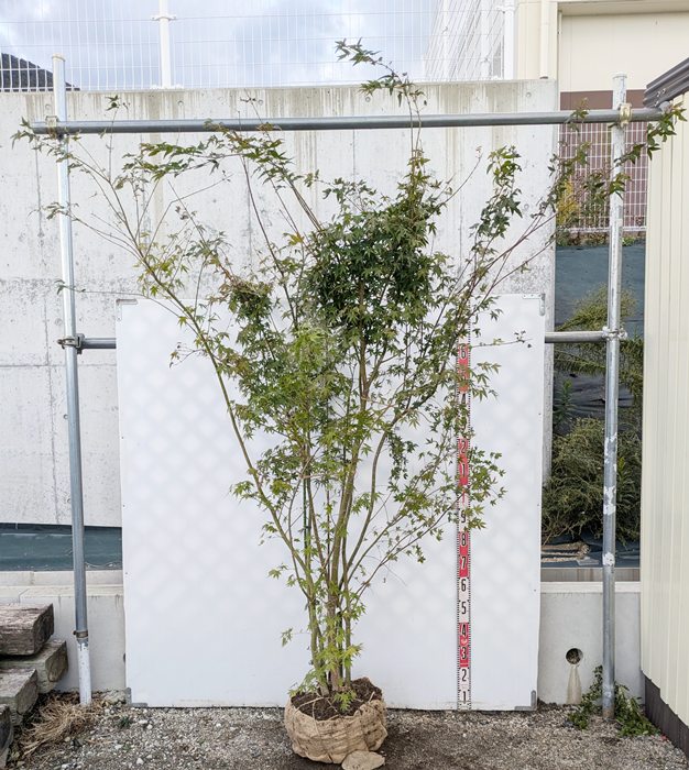 楽天市場】イロハモミジ 株立ち 苗木 樹高1.1m : 千草園芸