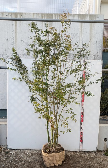 イロハモミジ/株立ち【現品発送】管理60883 【公式通販】