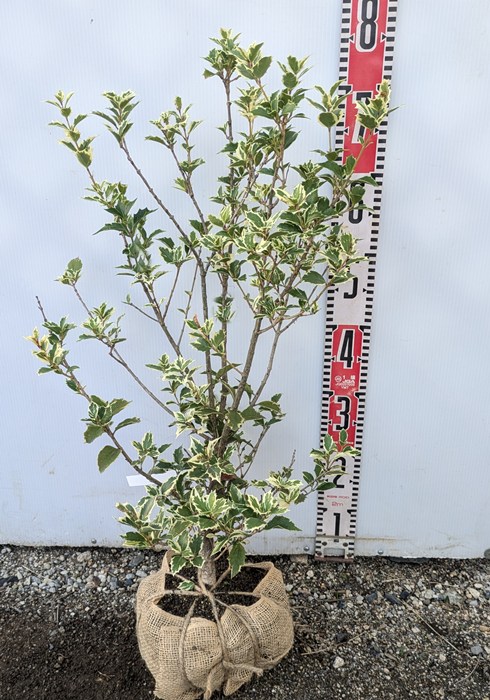 楽天市場】オニヒイラギ（鬼柊） 苗木 5号(z03-1) : 千草園芸