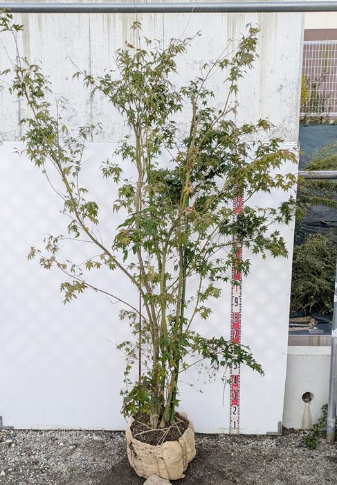 イロハモミジ 大株 【品番3389】 イロハモミジ 大株 【品番3389】