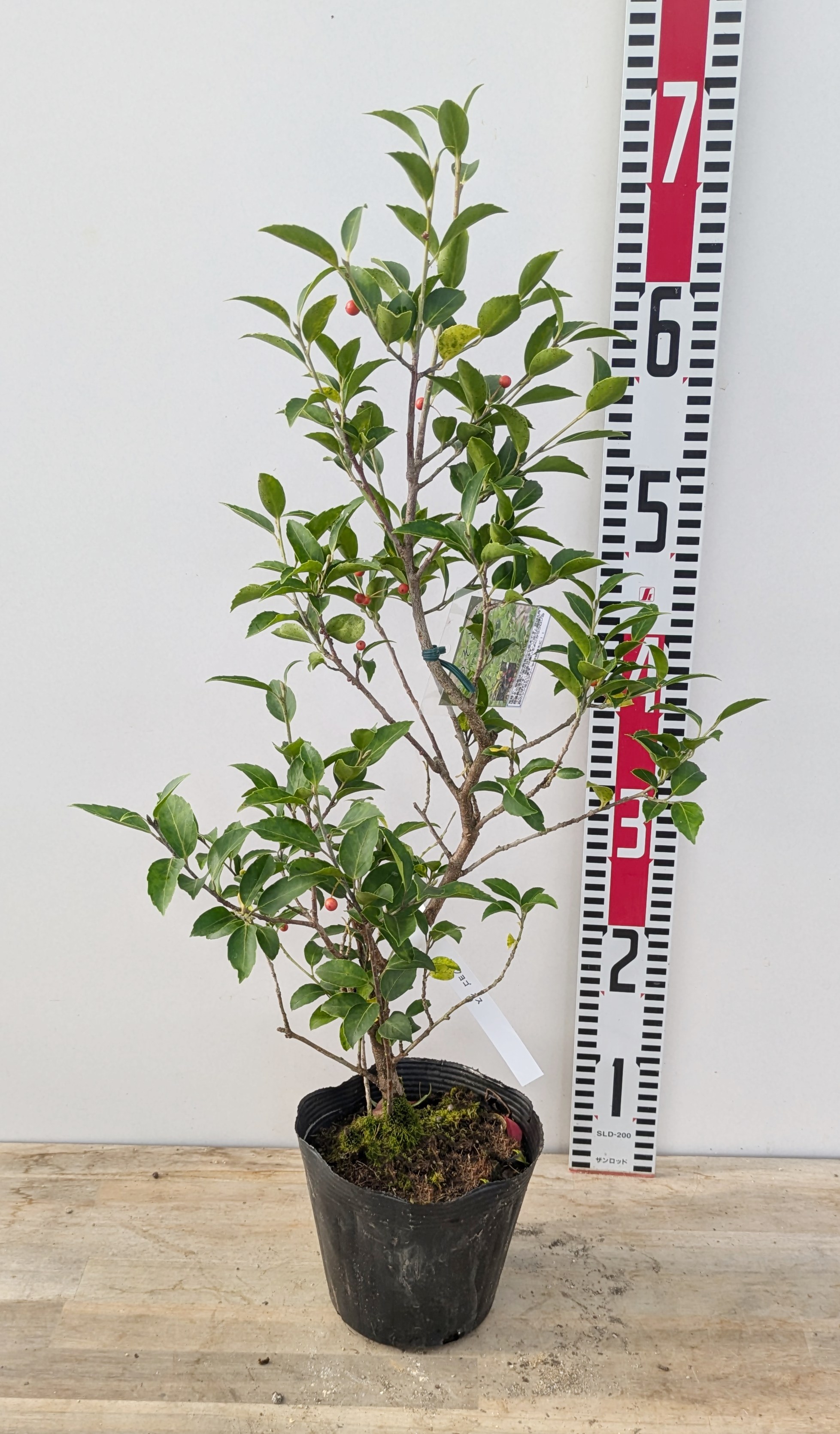 楽天市場】【現品】ソヨゴ 苗木 株立ち 雌株（メス株） 樹高約1.4m