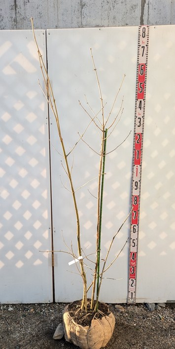 楽天市場】【現品】アオダモ 株立ち 苗木 樹高1.4m G420 : 千草園芸