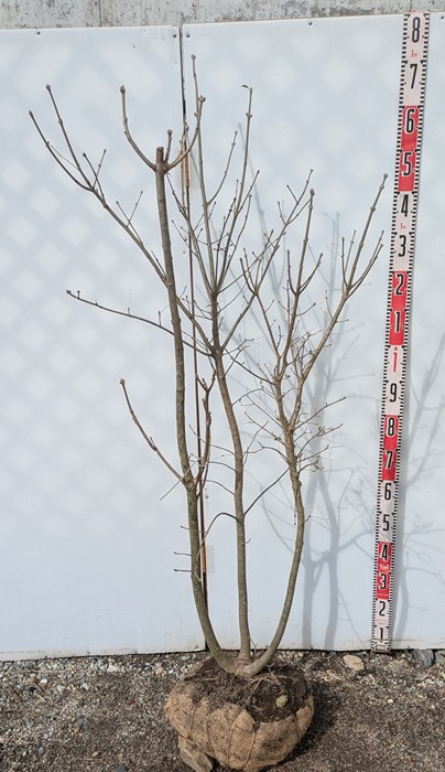 種】 アオダモ 1000粒以上 アオダモ種1000粒位 アオダモ種1000粒位