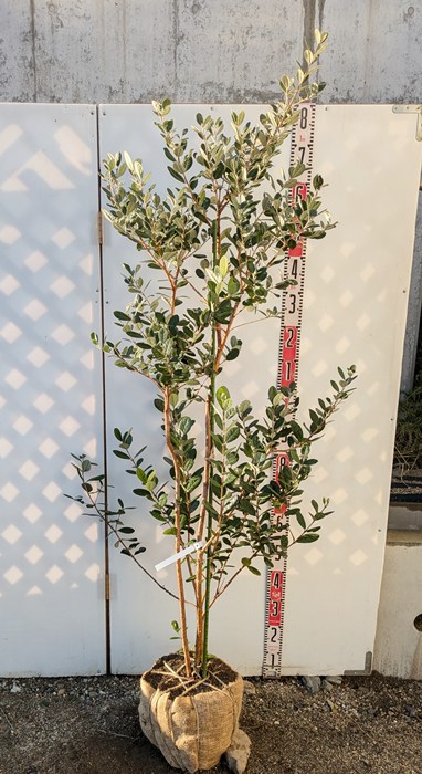 楽天市場】フェイジョア 苗 【ジェミニ】 2年生 挿木苗 : 苗木部 by