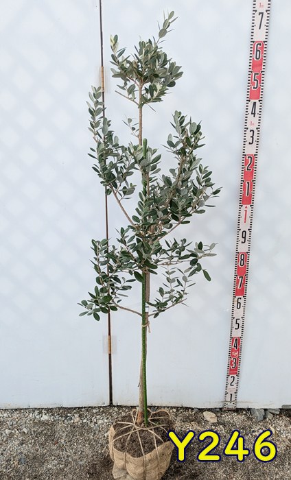 楽天市場】【現品】フェイジョア アポロ 苗木 樹高1.1m Y147【大実