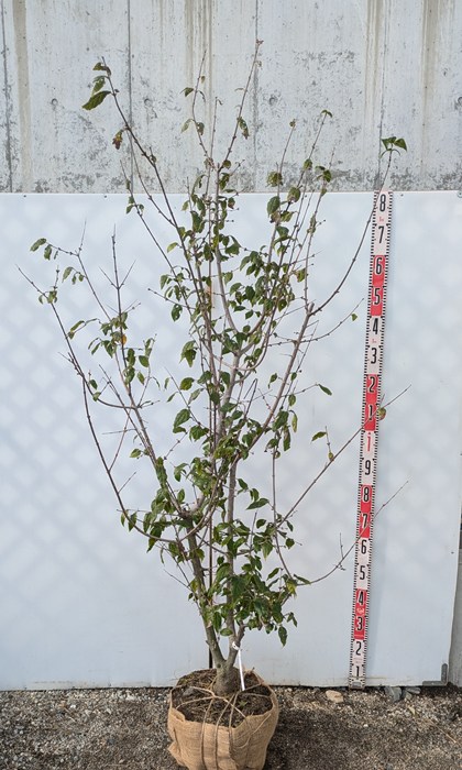 楽天市場】【現品】クロバナロウバイ（黒花蝋梅）苗木 株立ち 樹高約