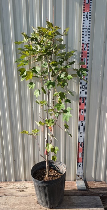 楽天市場】【現品発送】クロソヨゴ(黒ソヨゴ) 株立ち 樹高1.8m 雌雄